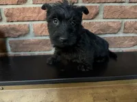 Callie, a female Scottish Terrier for sale in Osborne, KS – 5 of 10