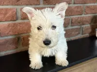Sally, a female Scottish Terrier for sale in Osborne, KS – 6 of 6