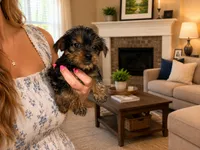 Peanut, a male Silky Terrier for sale in Osborne, KS – 1 of 1