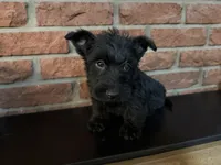 Callie, a female Scottish Terrier for sale in Osborne, KS – 9 of 10