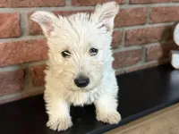 Sally, a female Scottish Terrier for sale in Osborne, KS – 2 of 6