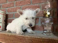 Penelope, a female Scottish Terrier for sale in Osborne, KS – 3 of 7