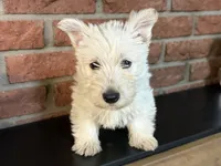 Sally, a female Scottish Terrier for sale in Osborne, KS – 3 of 6