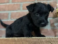 Remi, a female Scottish Terrier for sale in Osborne, KS – 4 of 8
