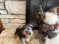 Zeus, a male Silky Terrier for sale in Osborne, KS – Photo 8 of 10
