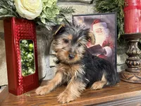 Zeus, a male Silky Terrier for sale in Osborne, KS – Photo 7 of 10