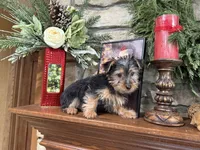Zeus, a male Silky Terrier for sale in Osborne, KS – Photo 10 of 10