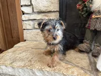 Zeus, a male Silky Terrier for sale in Osborne, KS – Photo 6 of 10