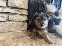 Zeus, a male Silky Terrier for sale in Osborne, KS – Photo 9 of 10