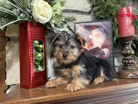 Zeus, a male Silky Terrier for sale in Osborne, KS – Photo 1 of 10