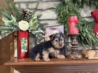 Zeus, a male Silky Terrier for sale in Osborne, KS – Photo 3 of 10