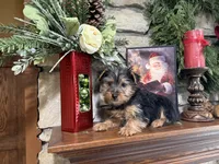Zeus, a male Silky Terrier for sale in Osborne, KS – Photo 2 of 10