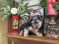 Zeus, a male Silky Terrier for sale in Osborne, KS – Photo 4 of 10