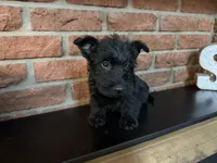 Callie, a female Scottish Terrier for sale in Osborne, KS – 7 of 10