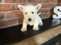 Penelope, a female Scottish Terrier for sale in Osborne, KS – 7 of 7