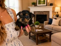 Peyton, a male Silky Terrier for sale in Osborne, KS – 1 of 1
