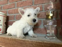 Penelope, a female Scottish Terrier for sale in Osborne, KS – 4 of 7
