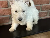 Sally, a female Scottish Terrier for sale in Osborne, KS – 5 of 6