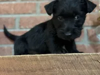 Remi, a female Scottish Terrier for sale in Osborne, KS – 5 of 8