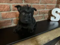 Callie, a female Scottish Terrier for sale in Osborne, KS – 3 of 10