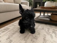 Callie, a female Scottish Terrier for sale in Osborne, KS – 10 of 10