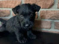 Remi, a female Scottish Terrier for sale in Osborne, KS – 6 of 8