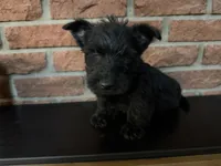 Callie, a female Scottish Terrier for sale in Osborne, KS – 4 of 10