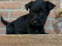 Remi, a female Scottish Terrier for sale in Osborne, KS – 7 of 8