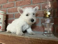 Penelope, a female Scottish Terrier for sale in Osborne, KS – 5 of 7