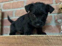 Remi, a female Scottish Terrier for sale in Osborne, KS – 8 of 8