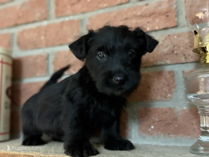 Remi – Scottish Terrier puppy for sale in Osborne, KS