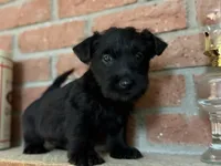 Remi, a female Scottish Terrier for sale in Osborne, KS – 1 of 8