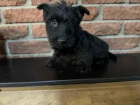 Callie, a female Scottish Terrier for sale in Osborne, KS – 10 of 10