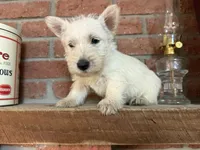 Penelope, a female Scottish Terrier for sale in Osborne, KS – 6 of 7