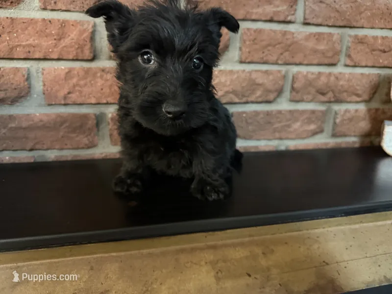 Callie – Scottish Terrier puppy for sale in Osborne, KS