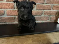Callie, a female Scottish Terrier for sale in Osborne, KS – 1 of 10