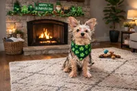 Zack, a male Silky Terrier for sale in Osborne, KS – Photo 3 of 3