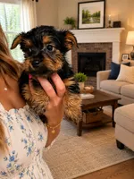 Paul, a male Silky Terrier for sale in Osborne, KS – 1 of 1