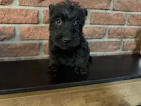 Callie, a female Scottish Terrier for sale in Osborne, KS – 2 of 10