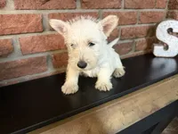 Penelope, a female Scottish Terrier for sale in Osborne, KS – 2 of 7