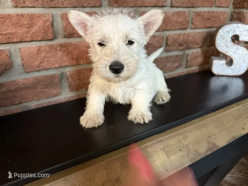 Penelope – Scottish Terrier puppy for sale in Osborne, KS