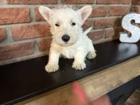 Penelope, a female Scottish Terrier for sale in Osborne, KS – 1 of 7