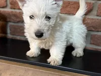 Sally, a female Scottish Terrier for sale in Osborne, KS – 4 of 6
