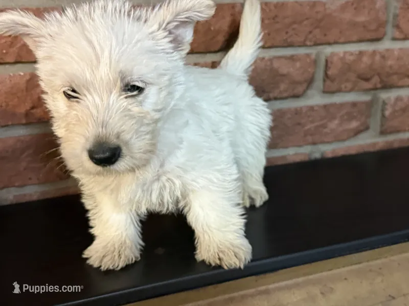 Sally – Scottish Terrier puppy for sale in Osborne, KS