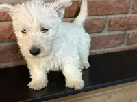 Sally, a female Scottish Terrier for sale in Osborne, KS – 1 of 6