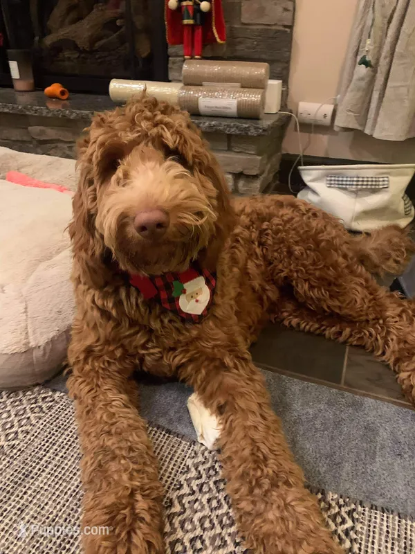 Upcoming Litter: Christmas pups! Lady and Draper – Goldendoodle puppy for sale in Grand Blanc, MI
