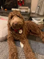 Upcoming Litter: Christmas pups! Lady and Draper, a  Goldendoodle for sale in Grand Blanc, MI – 1 of 6