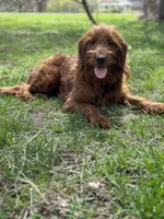 Upcoming Litter: Christmas pups! Ruby and Cooper Baby, a  Goldendoodle for sale in Grand Blanc, MI – 4 of 6