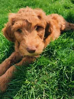 Upcoming Litter: Christmas pups! Lady and Draper, a  Goldendoodle for sale in Grand Blanc, MI – 5 of 6
