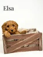 Upcoming Litter: Christmas pups! Ruby and Cooper Baby, a  Goldendoodle for sale in Grand Blanc, MI – 6 of 6